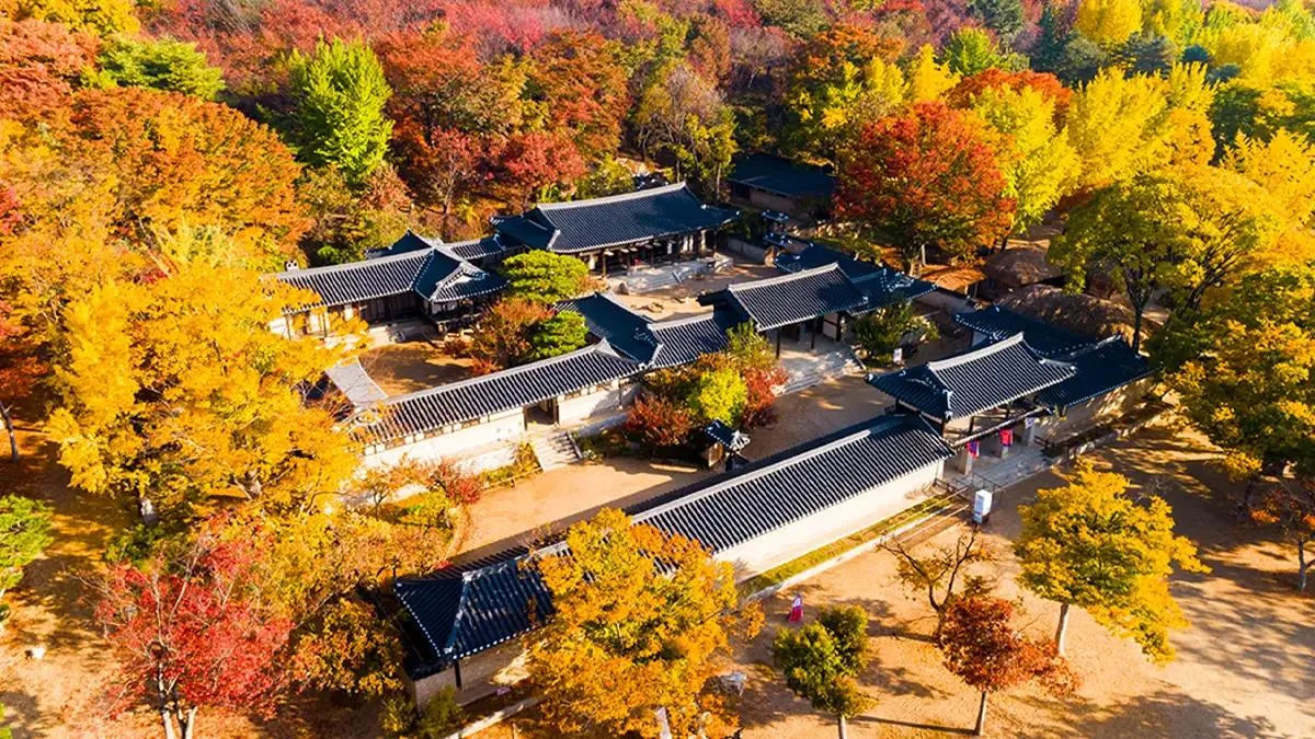 Aerial view of traditional tiled-roof Korean houses surrounded by golden and red autumn trees at Korean Folk Village in Yongin