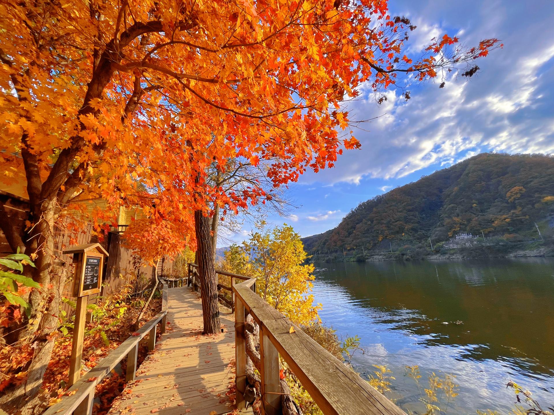 Wooden riverside path framed by vivid red autumn foliage on Nami Island