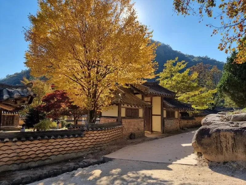 Yellow ginkgo tree beside a traditional Korean gate and low stone wall at Mungyeongsaejae Open Set