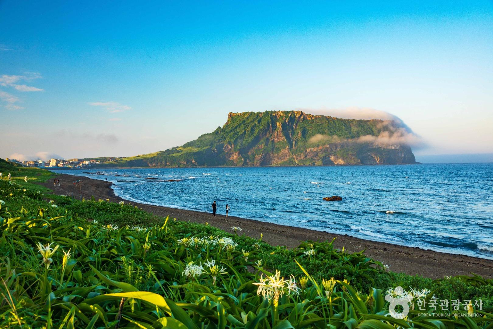 Seongsan Ilchulbong rising above the Jeju coast with wild lilies in the foreground