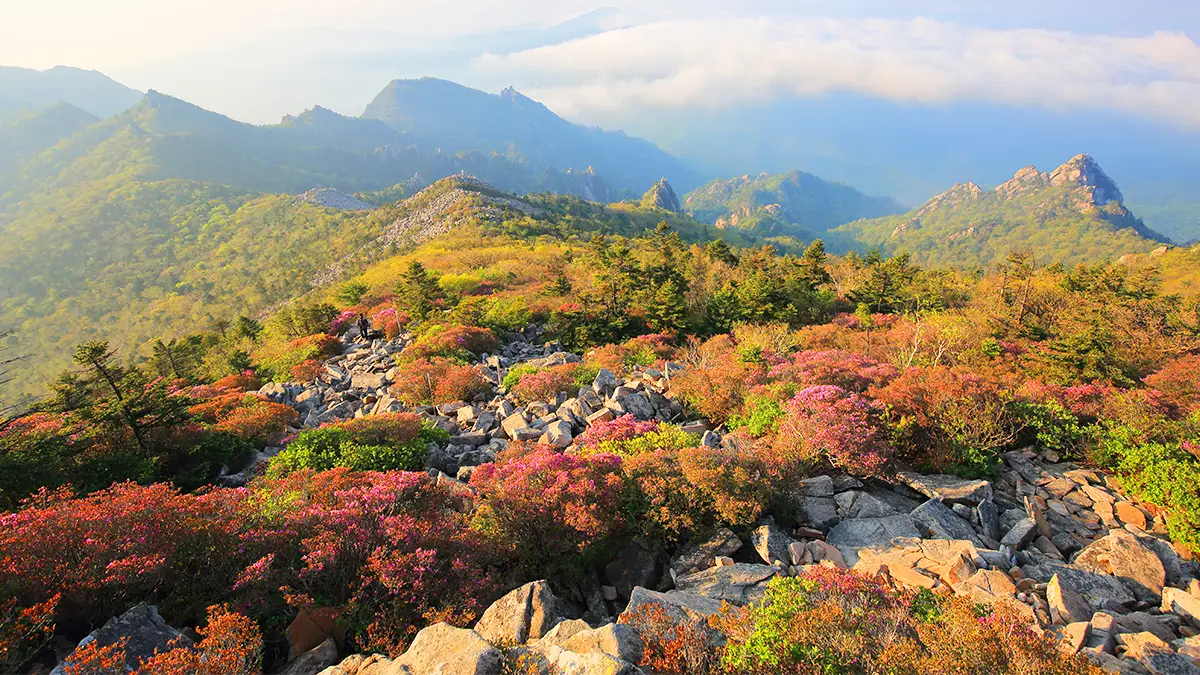 Seoraksan's rocky ridges covered in pink azaleas and autumn-coloured shrubs under a bright sky