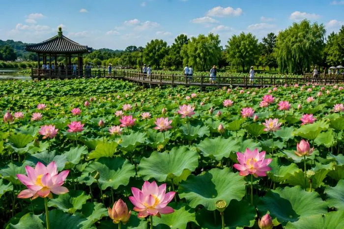 Pink lotus flowers filling Gungnamji pond with a pavilion and wooden bridge behind