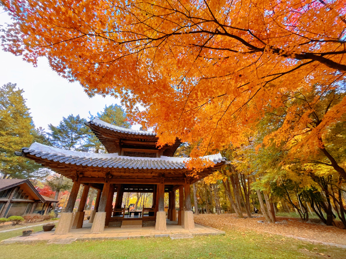 Traditional Korean pavilion beneath vivid orange autumn maple leaves on Nami Island