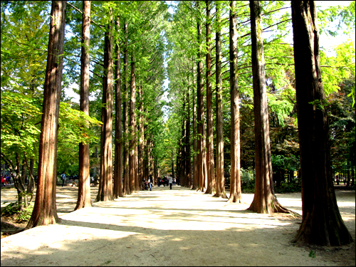 Straight tree-lined woodland path beneath a dense green canopy on Nami Island