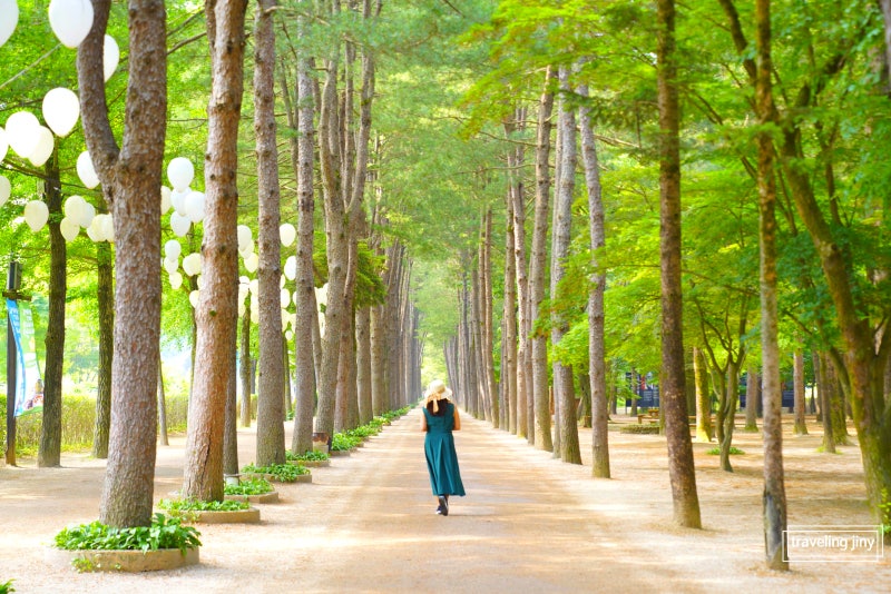 Woman walking along a sunlit tree-lined avenue on Nami Island in summer