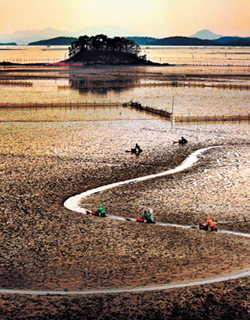 Visitors walking along a winding path across the exposed tidal flat near Siheung
