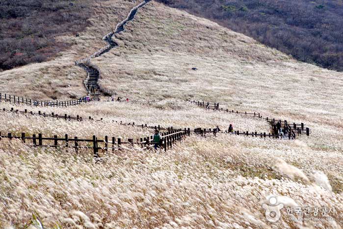 Wide field of silver eulalia grass on a Jeju hillside with a wooden fence and walking trail