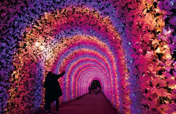 Visitors walking through a pink and purple illuminated flower tunnel at night