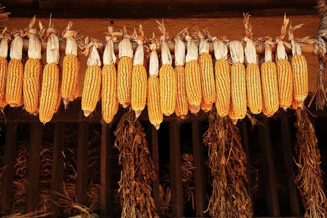 Rows of yellow corn hanging beneath wooden eaves
