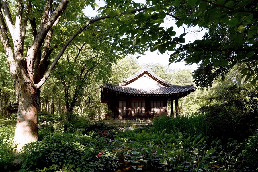 Traditional Korean pavilion beside a lotus pond in a green Nami Island garden