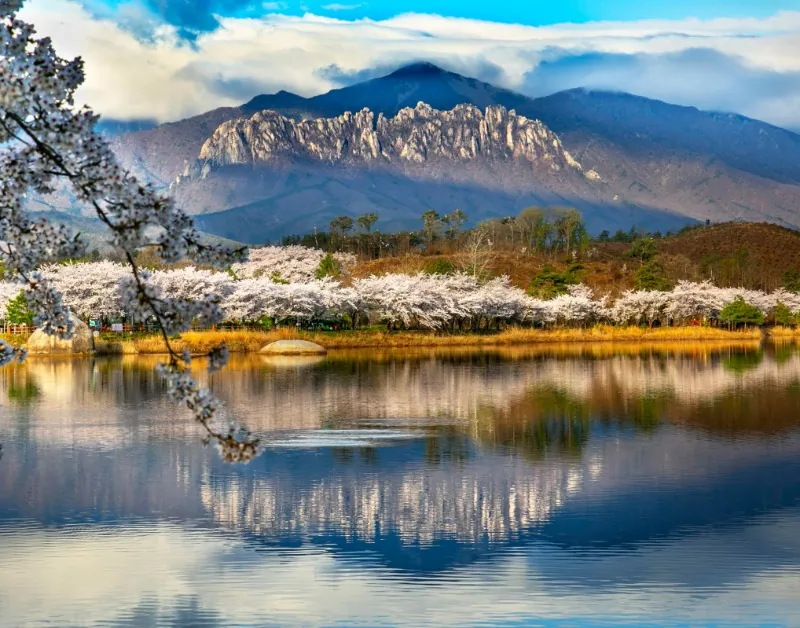 Seoraksan's granite peaks reflected in a lake beyond rows of spring cherry blossoms