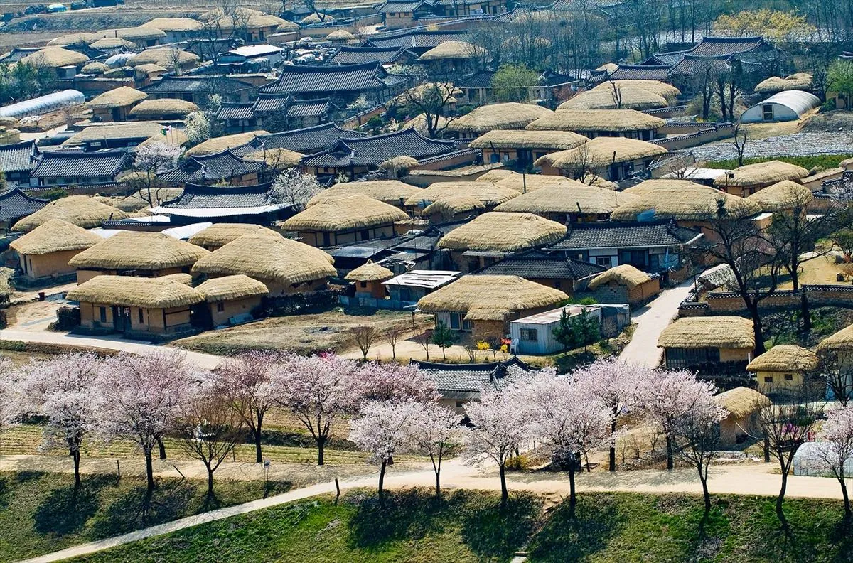Traditional thatched-roof homes and spring blossoms in Andong Hahoe Village