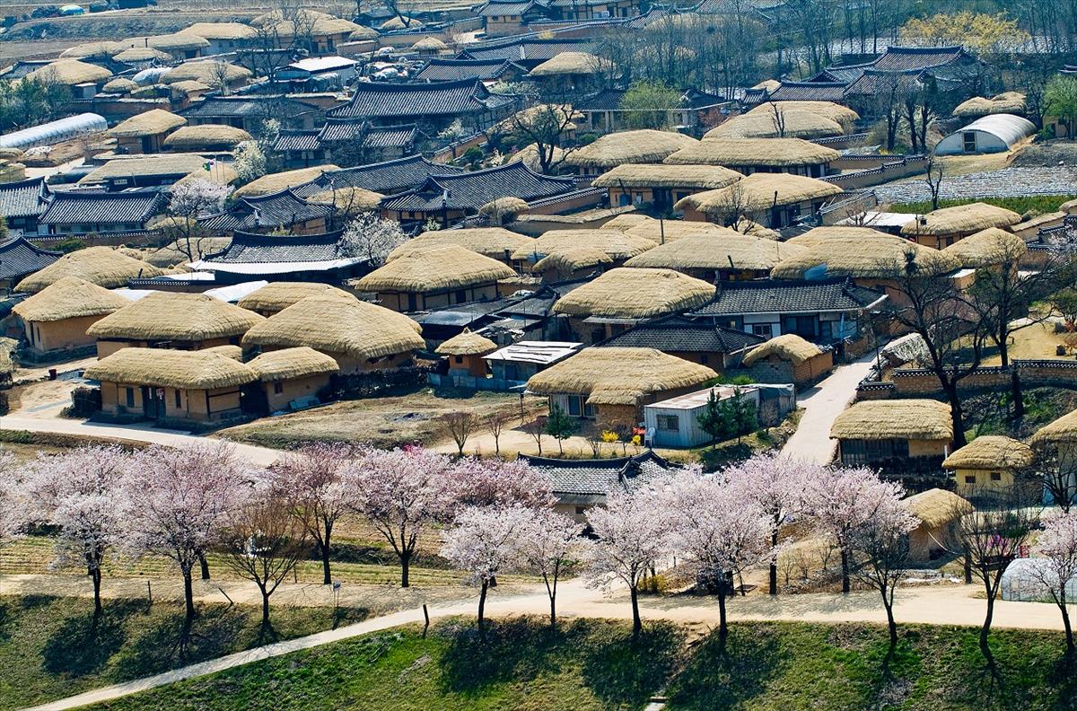 Traditional thatched-roof homes and spring blossoms in Andong Hahoe Village