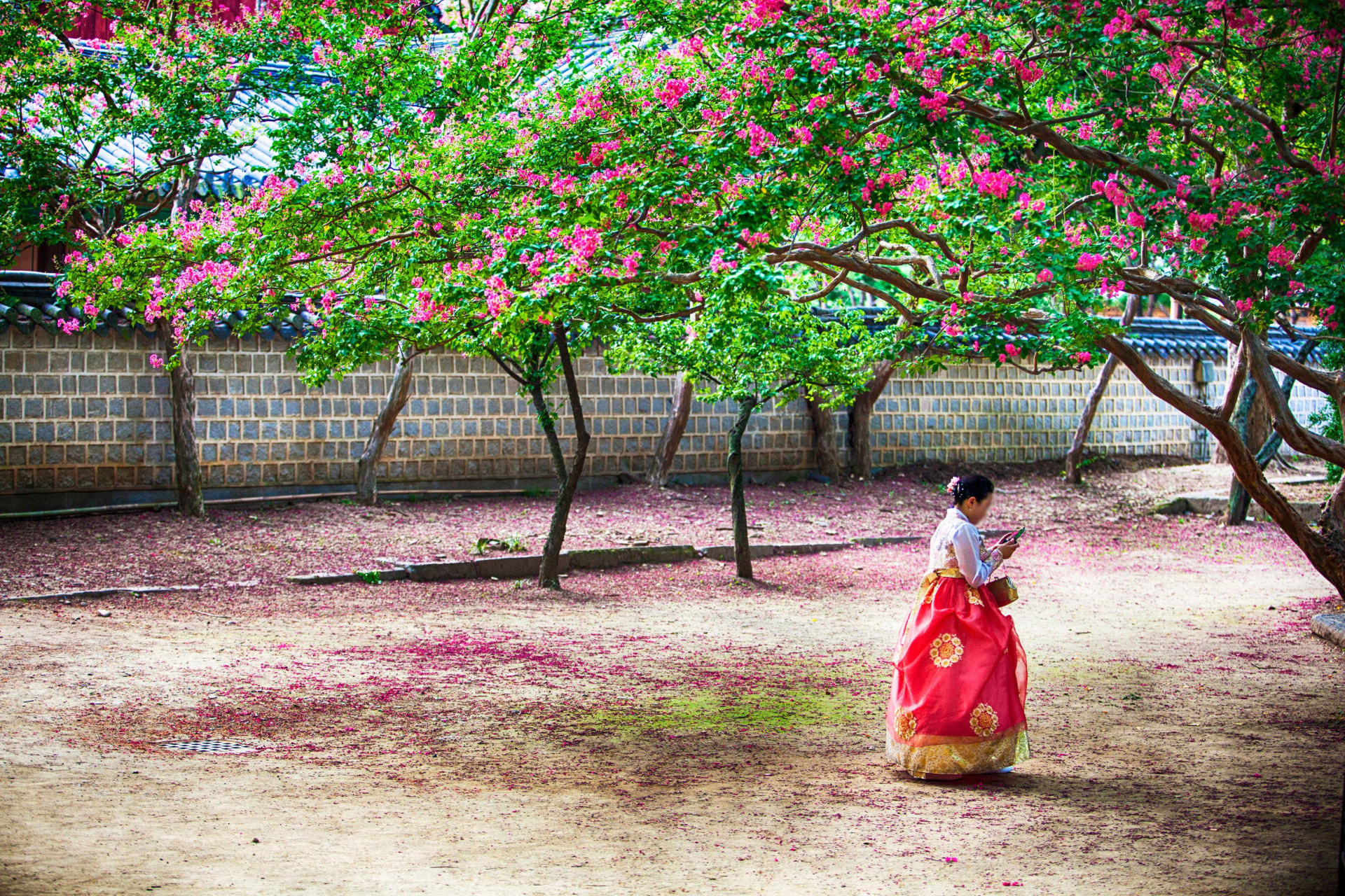 Woman in red hanbok standing under crape myrtle blossoms at Gyeonggijeon Shrine in Jeonju