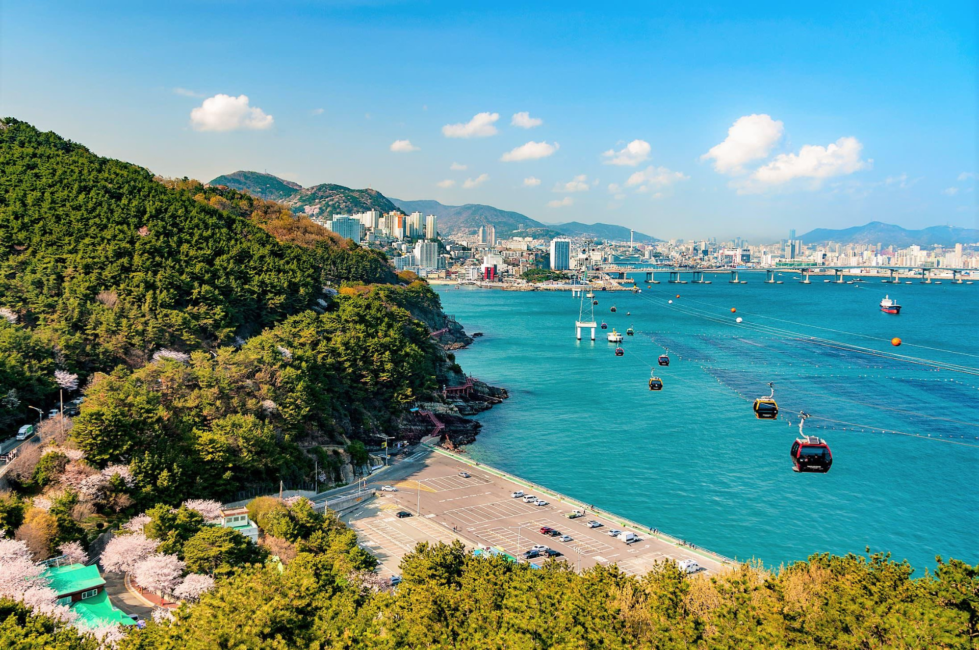 Cable cars crossing the turquoise bay at Songdo Beach with cherry blossoms and Busan's coastline in the background