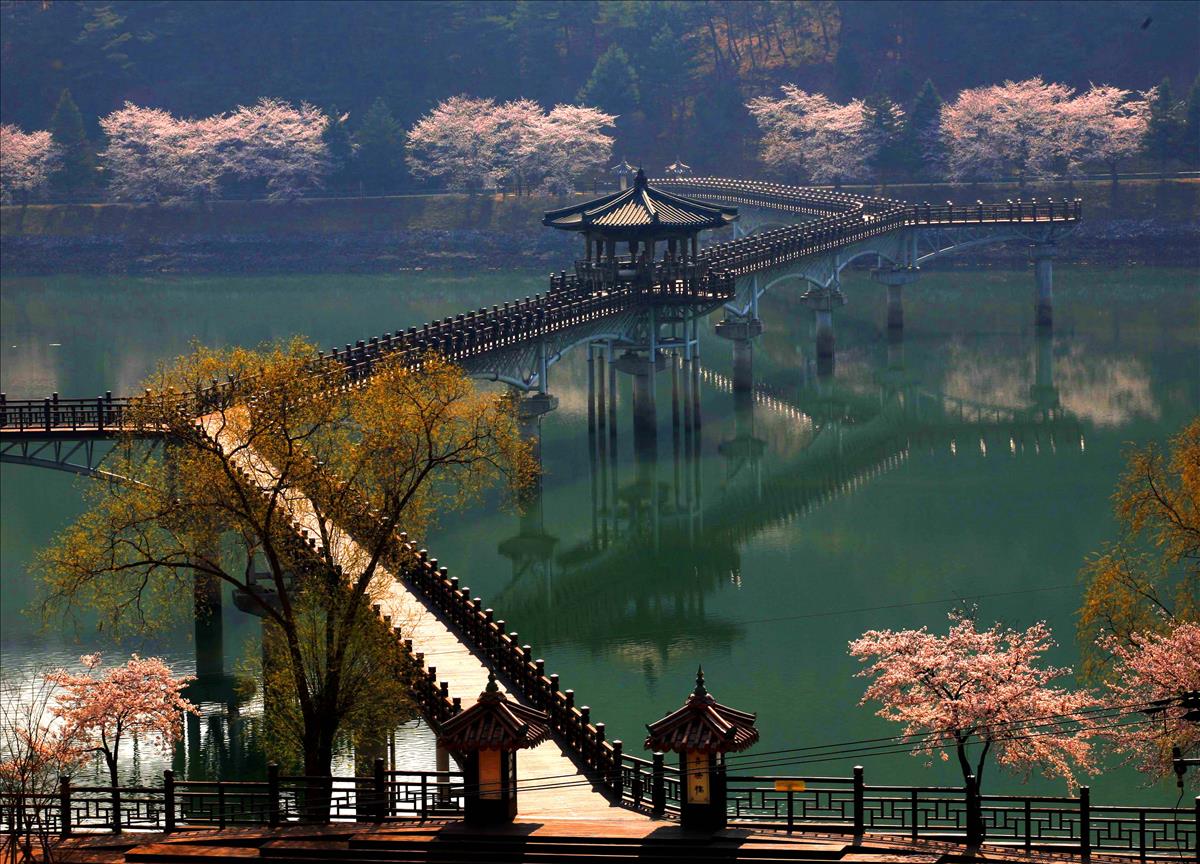 Wolyeonggyo wooden bridge reflected on the water among spring blossoms in Andong