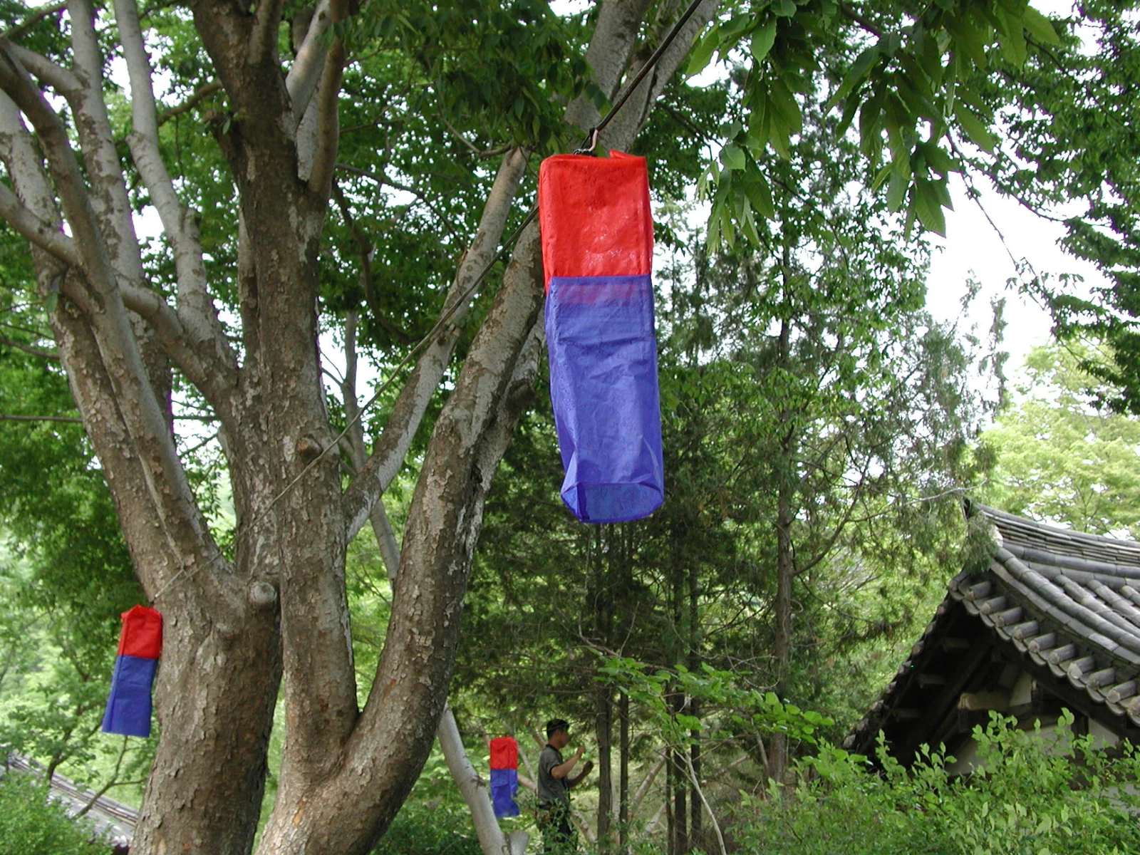 Red and blue lanterns hanging from trees beside a tiled roof