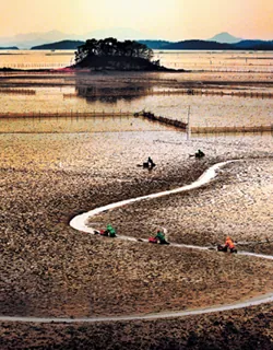 Visitors walking along a winding path across the exposed tidal flat near Siheung