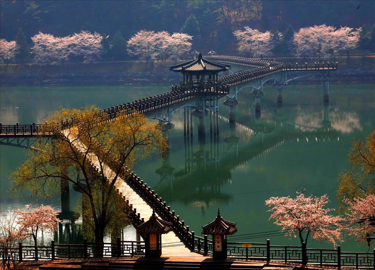 Wolyeonggyo wooden bridge reflected on the water among spring blossoms in Andong