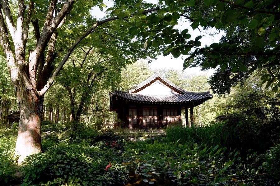 Traditional Korean pavilion beside a lotus pond in a green Nami Island garden